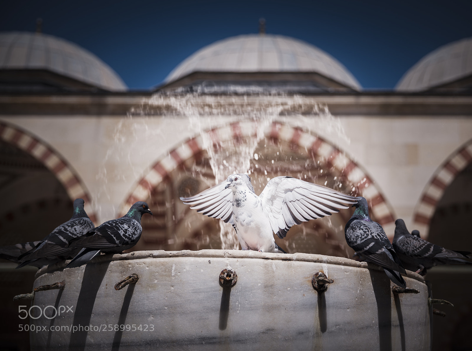 Canon EOS 5D Mark II sample photo. Pigeon on monument photography