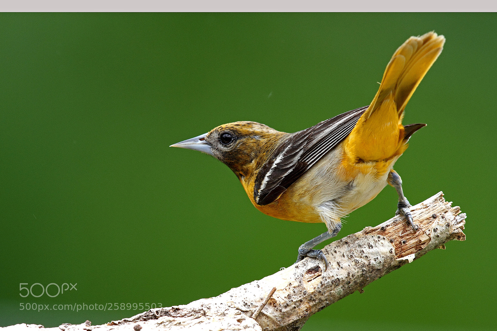 Canon EOS 7D sample photo. Baltimore oriole photography