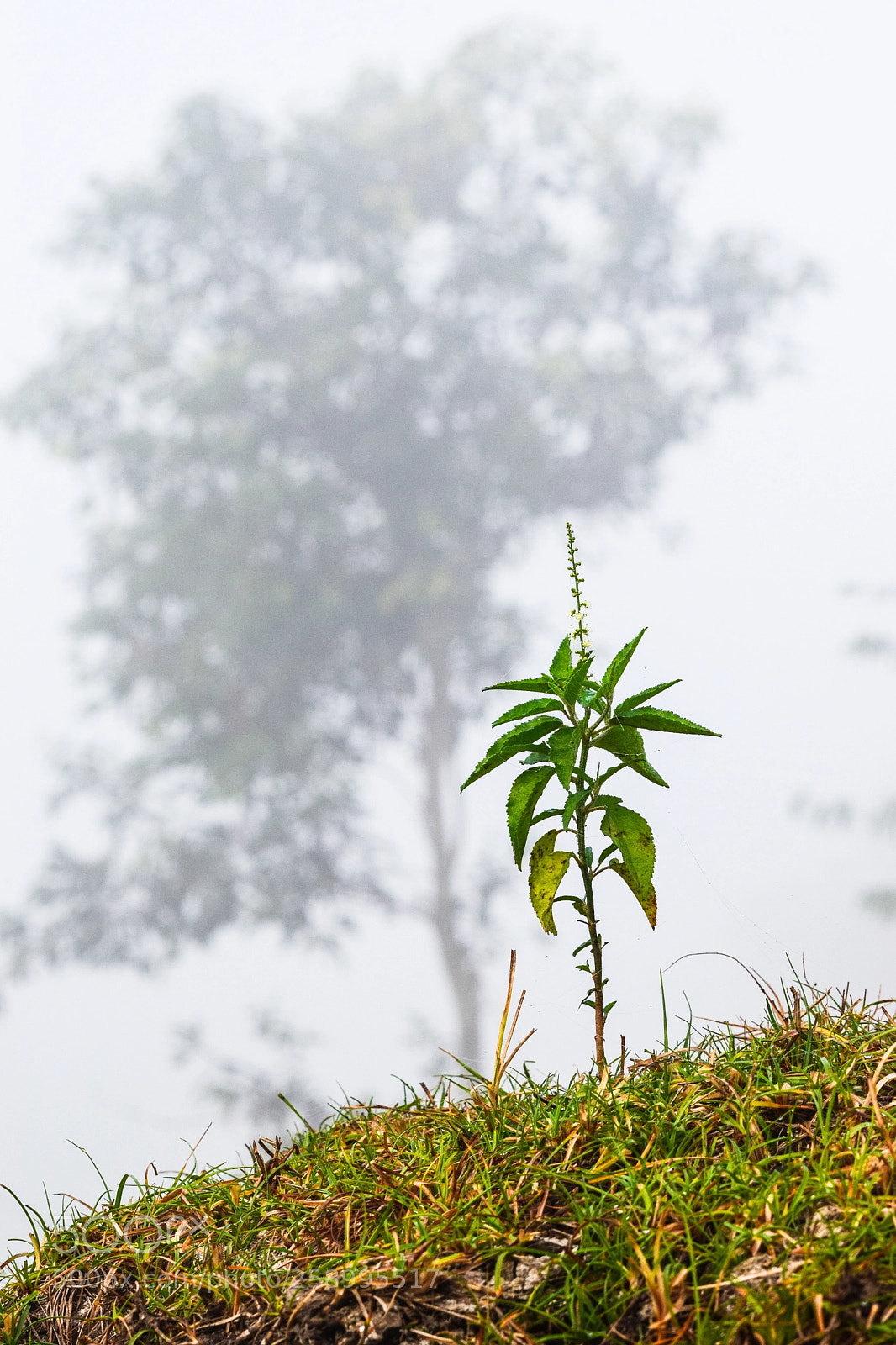 Nikon D3300 sample photo. Plant and tree photography