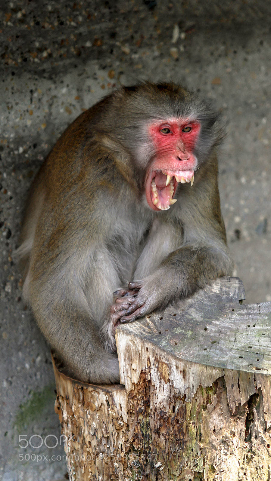 Canon EOS 7D sample photo. Tired macaque photography