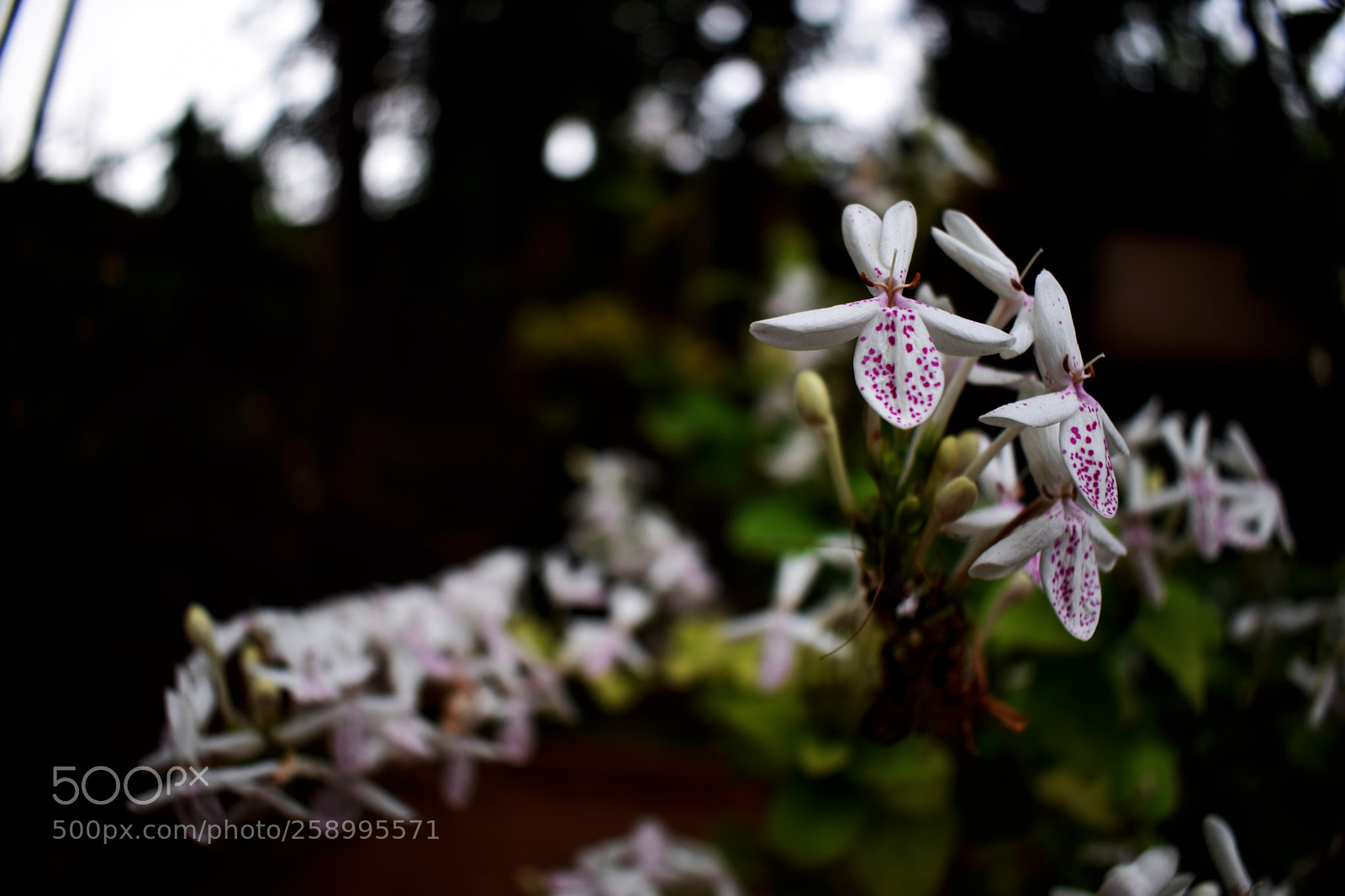 Nikon D3300 sample photo. Flowers photography