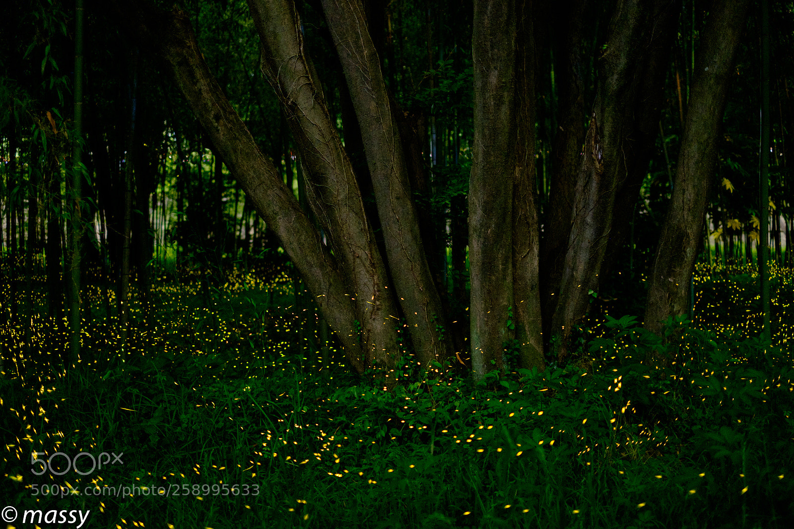 Fujifilm X-T1 sample photo. ”hime botaru” flickering forest photography