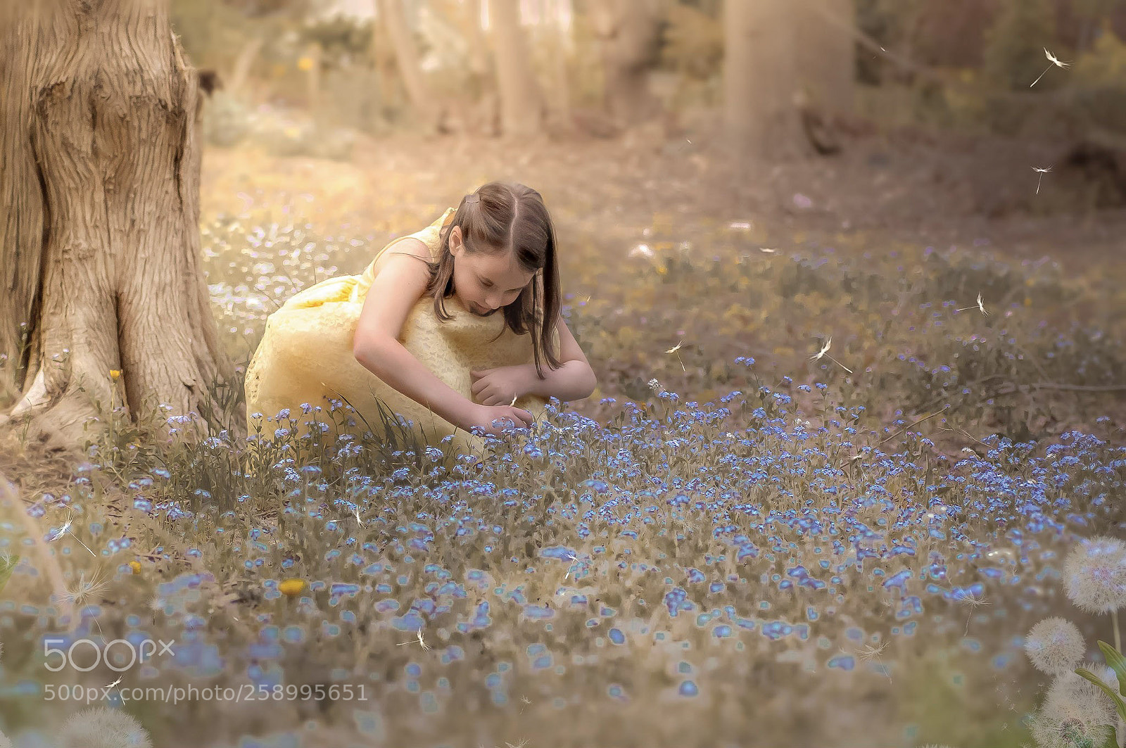 Canon EOS 70D sample photo. Forget me not photography