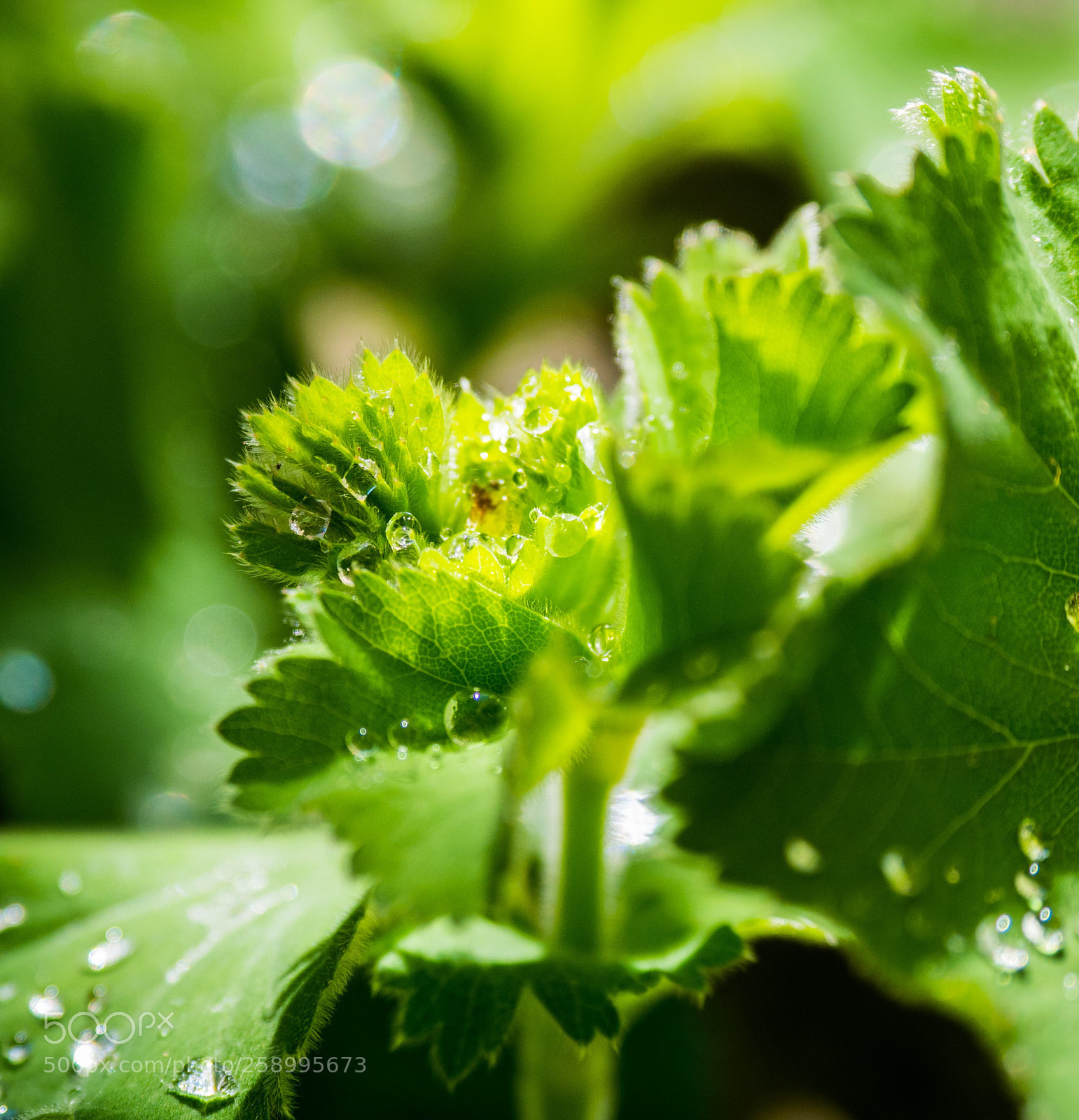 Olympus OM-D E-M1 Mark II sample photo. Hidden drops photography