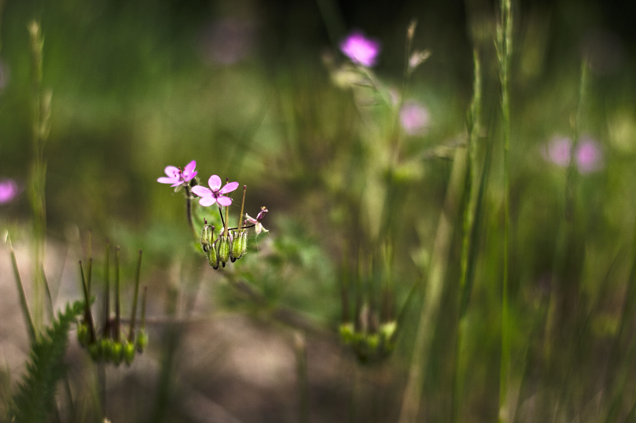 Canon EOS 600D (Rebel EOS T3i / EOS Kiss X5) sample photo. Wiesen blicke photography
