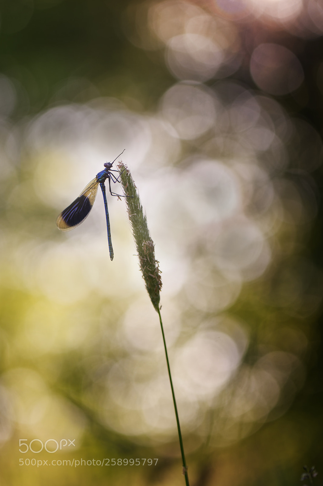 Nikon D750 sample photo. Calopteryx splendens photography