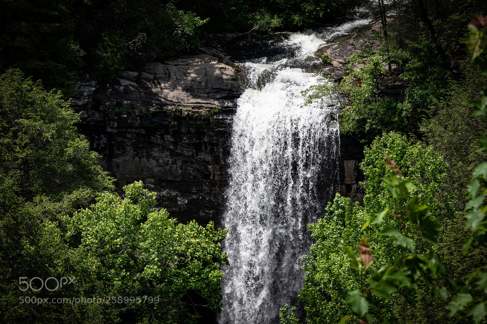 Nikon D5500 sample photo. Fiery gizzard trail photography
