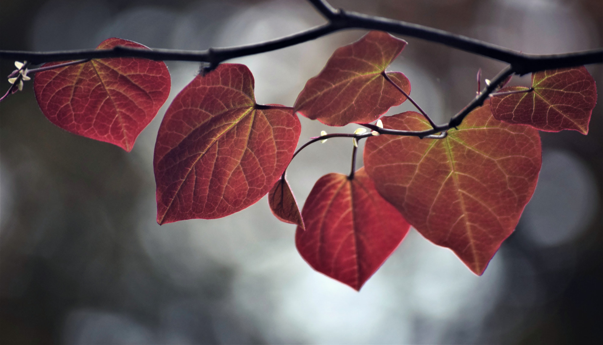 Nikon D5300 sample photo. "silent..." photography