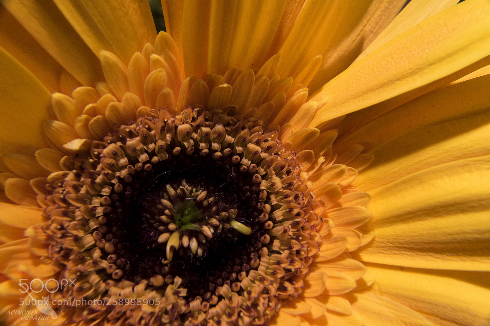 Nikon D5500 sample photo. Gerbera photography