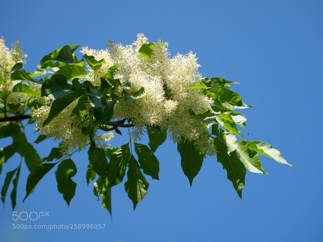 Olympus OM-D E-M1 Mark II sample photo. Ash in blossom photography