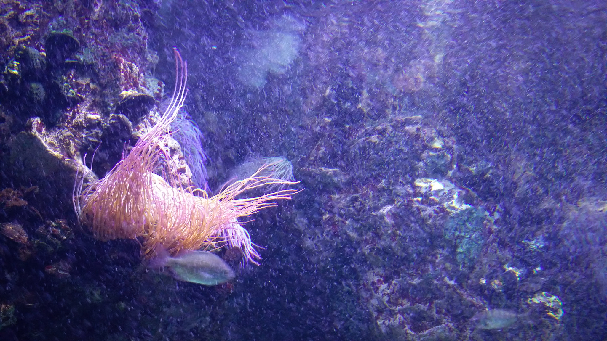 OnePlus 2 sample photo. Under the sea photography