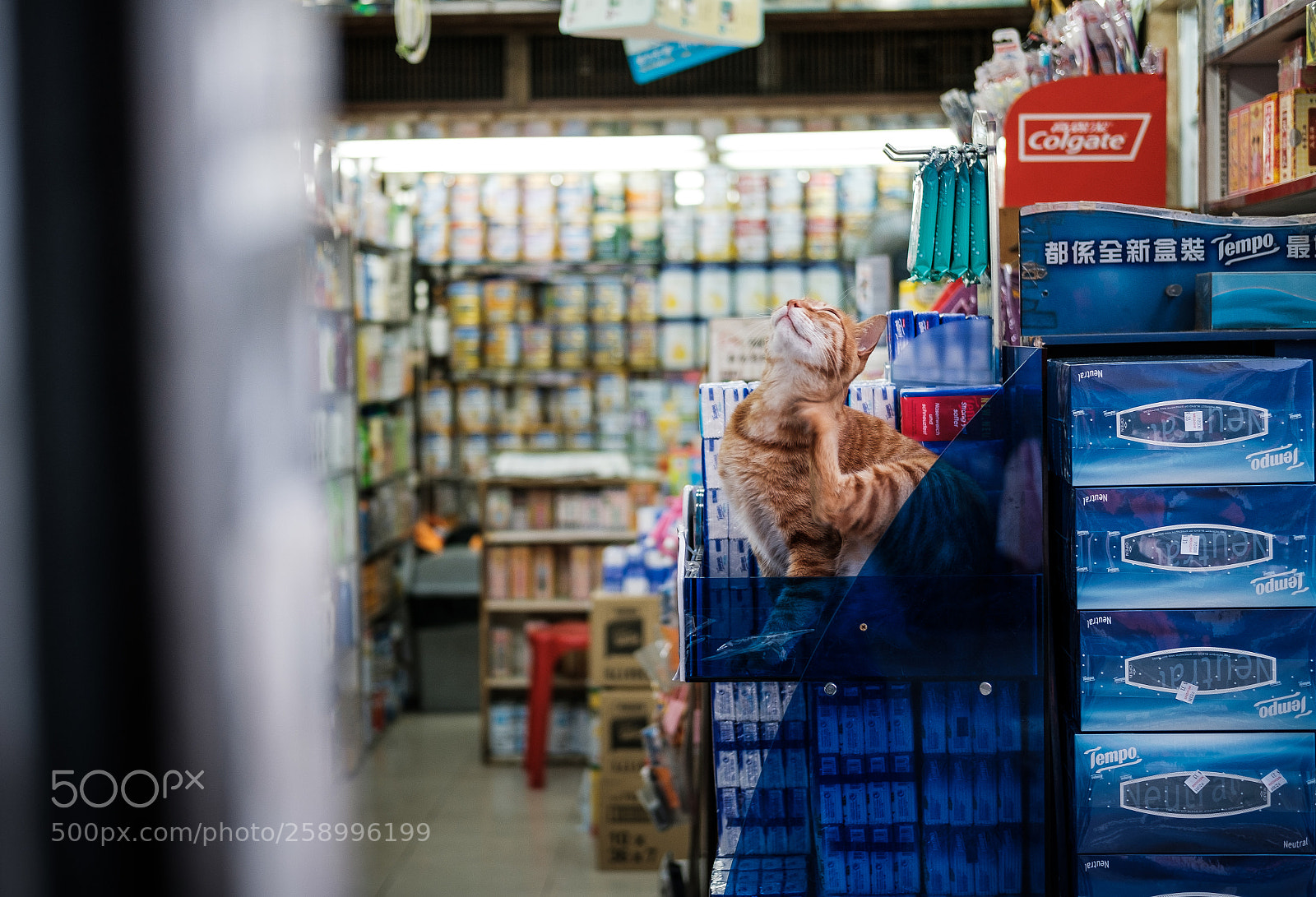 Fujifilm X-Pro2 sample photo. ...shop cat... photography