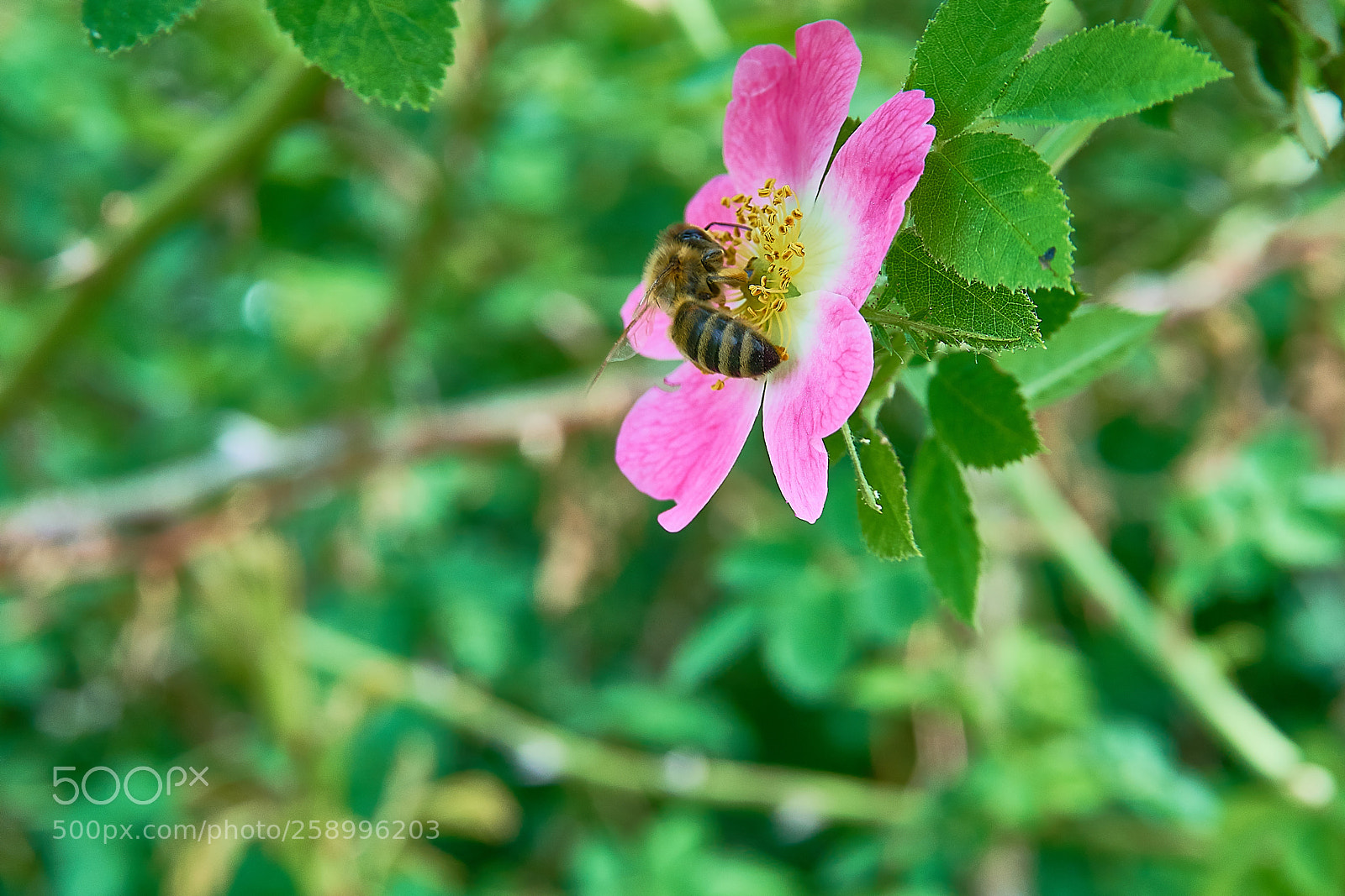 Sony a6300 sample photo. Biene photography