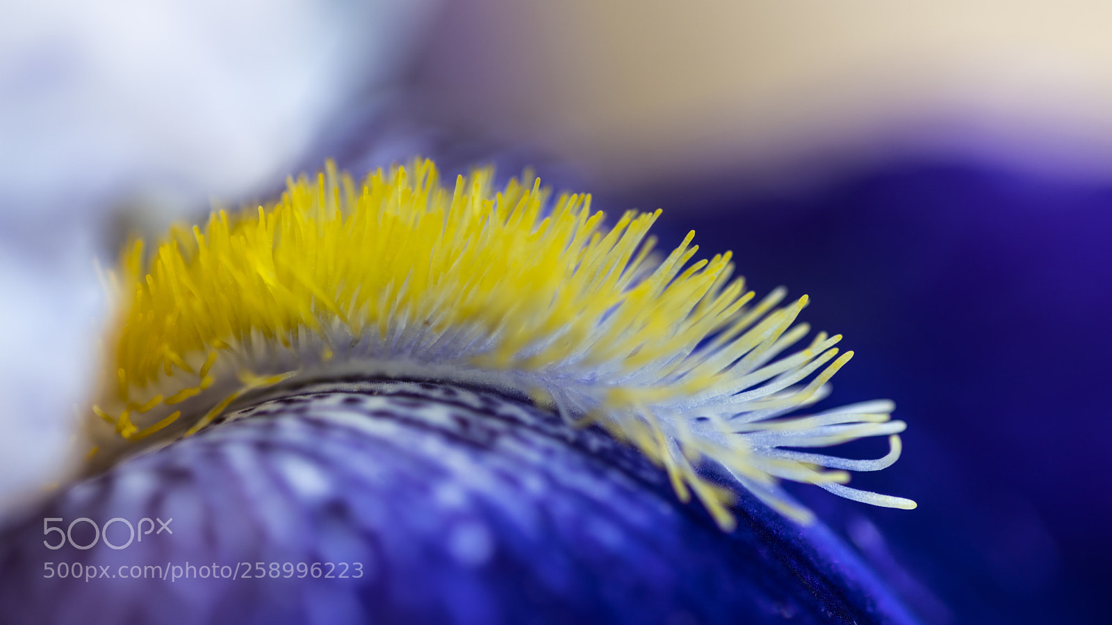 Pentax K-1 sample photo. Iris photography