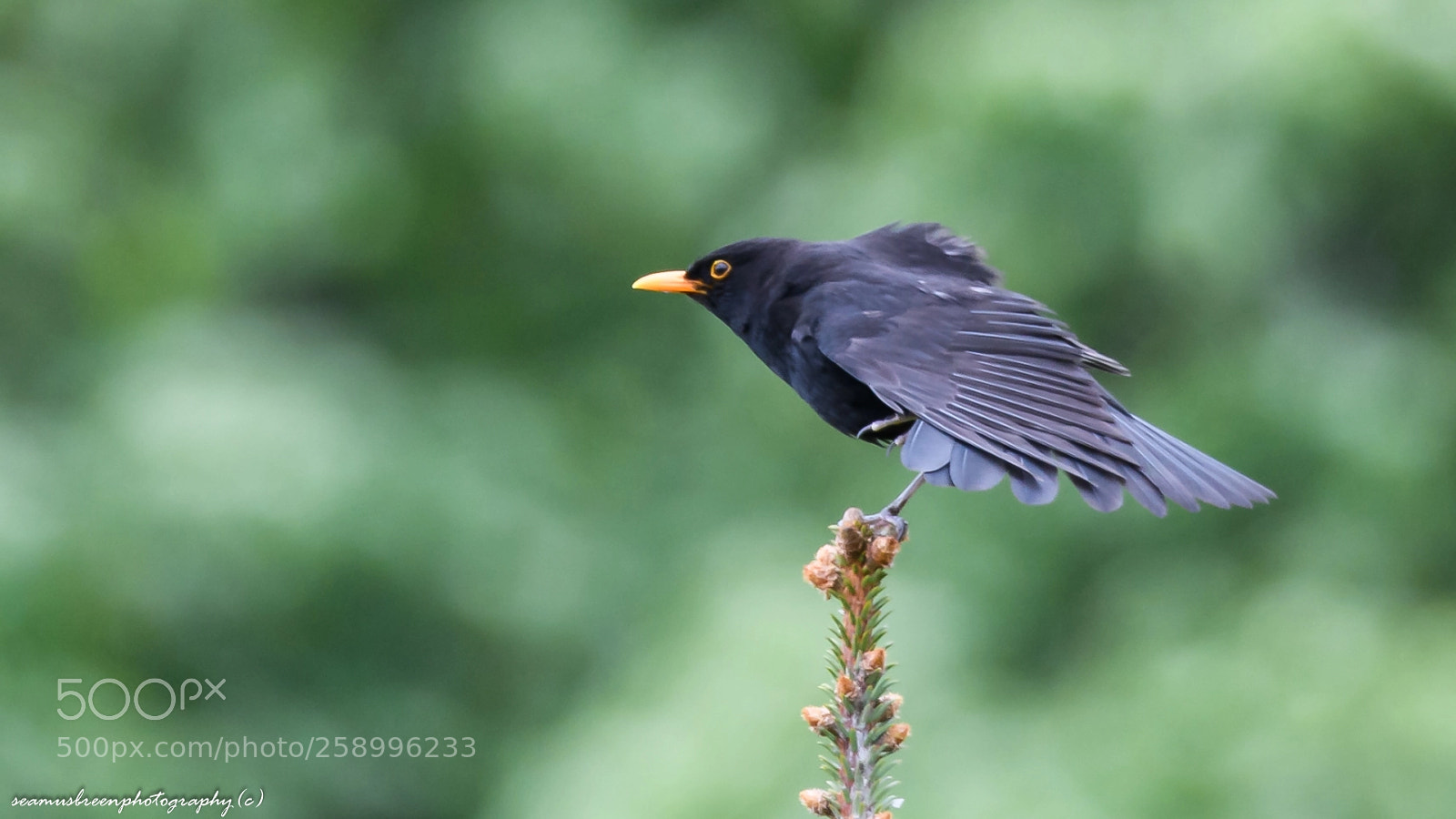 Nikon D850 sample photo. Blackbird balancing photography