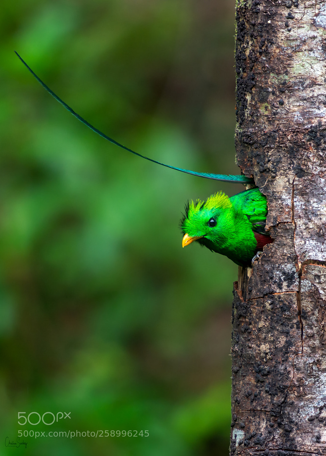 Nikon D4 sample photo. Resplendent quetzal photography
