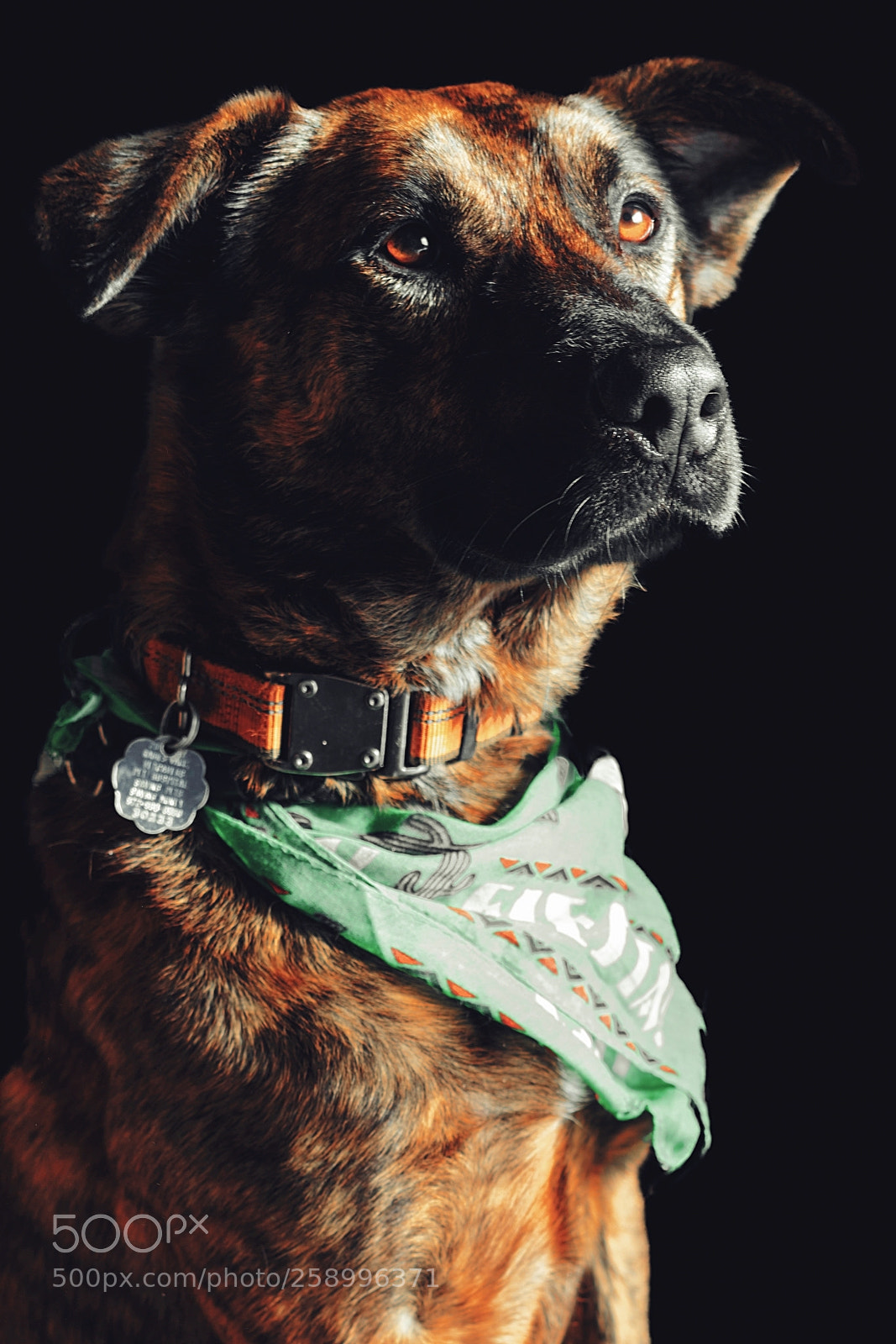 Sony a7R II sample photo. Handsome photography