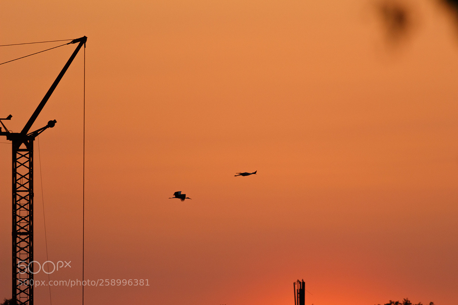 Canon EOS 100D (EOS Rebel SL1 / EOS Kiss X7) sample photo. Storks photography