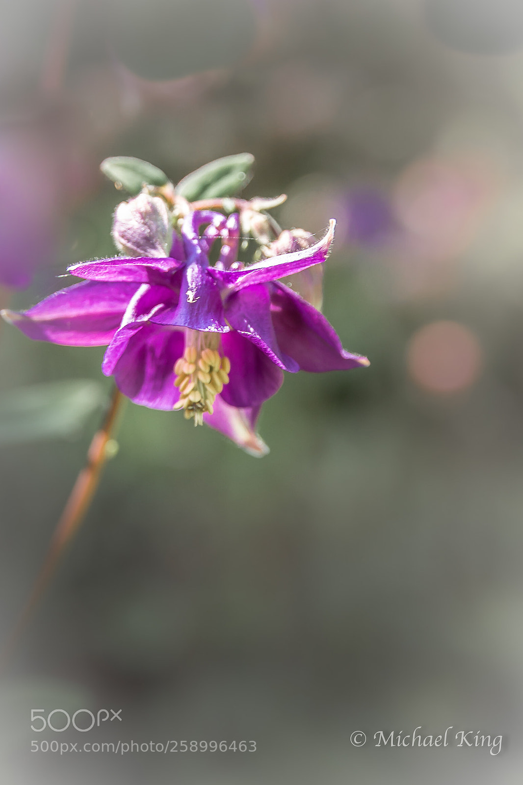 Canon EOS 7D Mark II sample photo. Granny's bonnet. photography