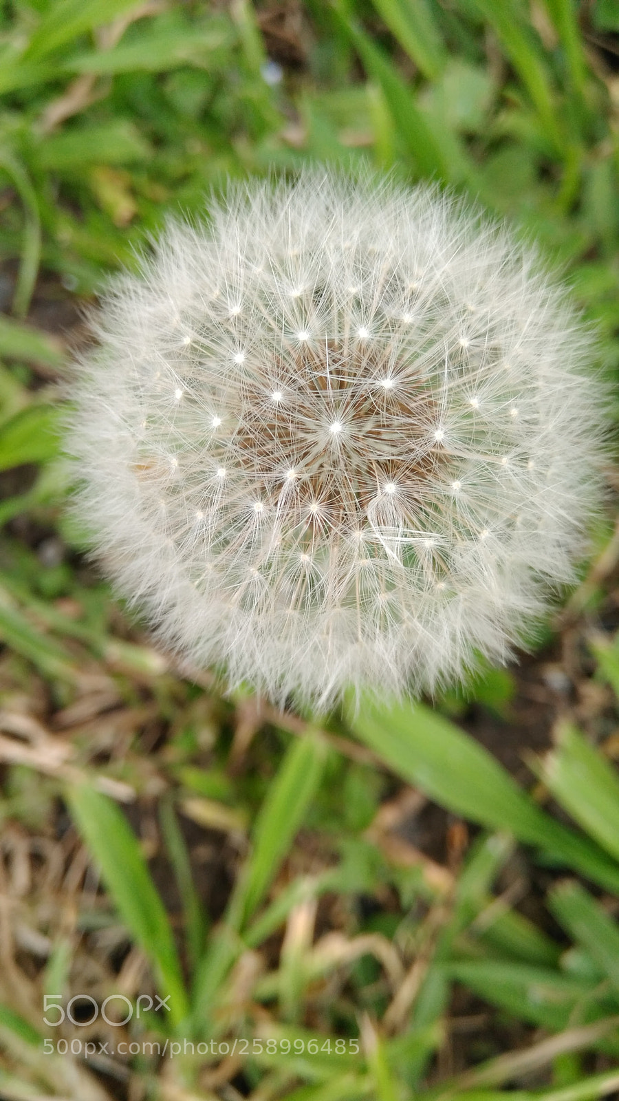 Xiaomi Redmi 4 Pro sample photo. Untitled photography