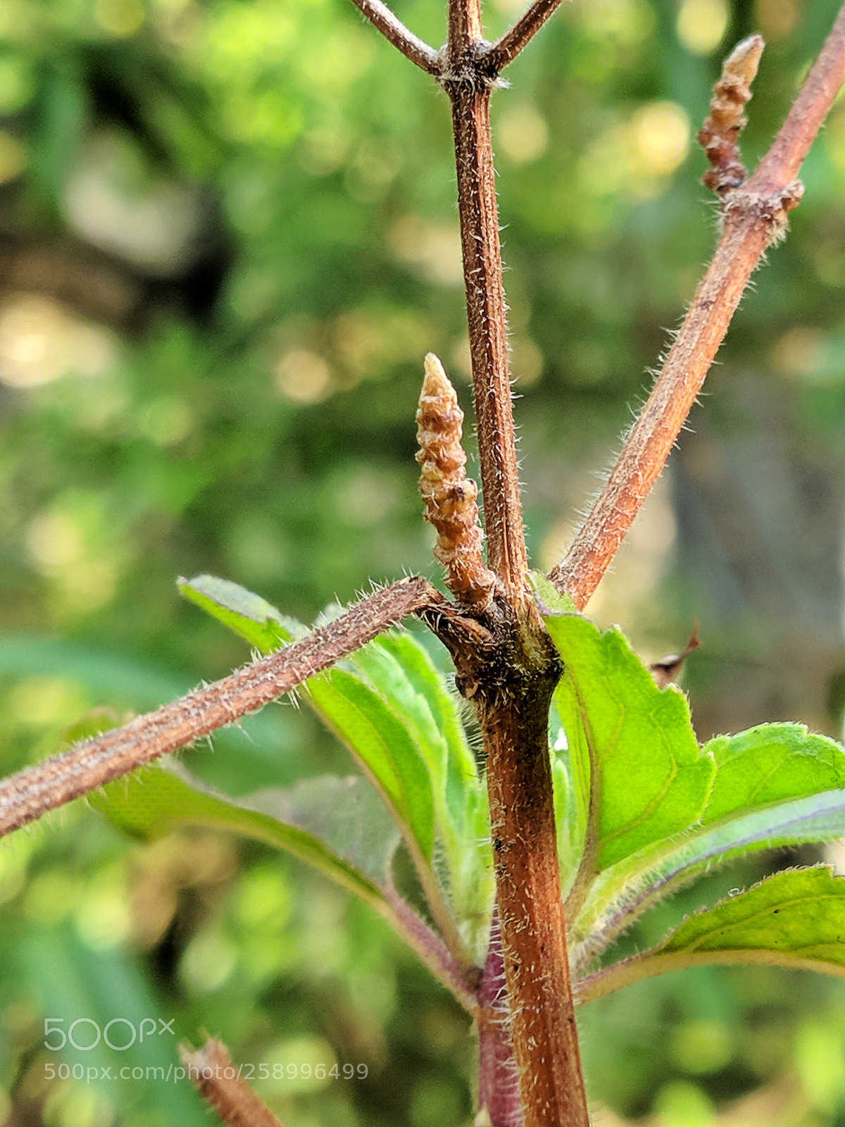 Xiaomi Mi A1 sample photo. Stem photography