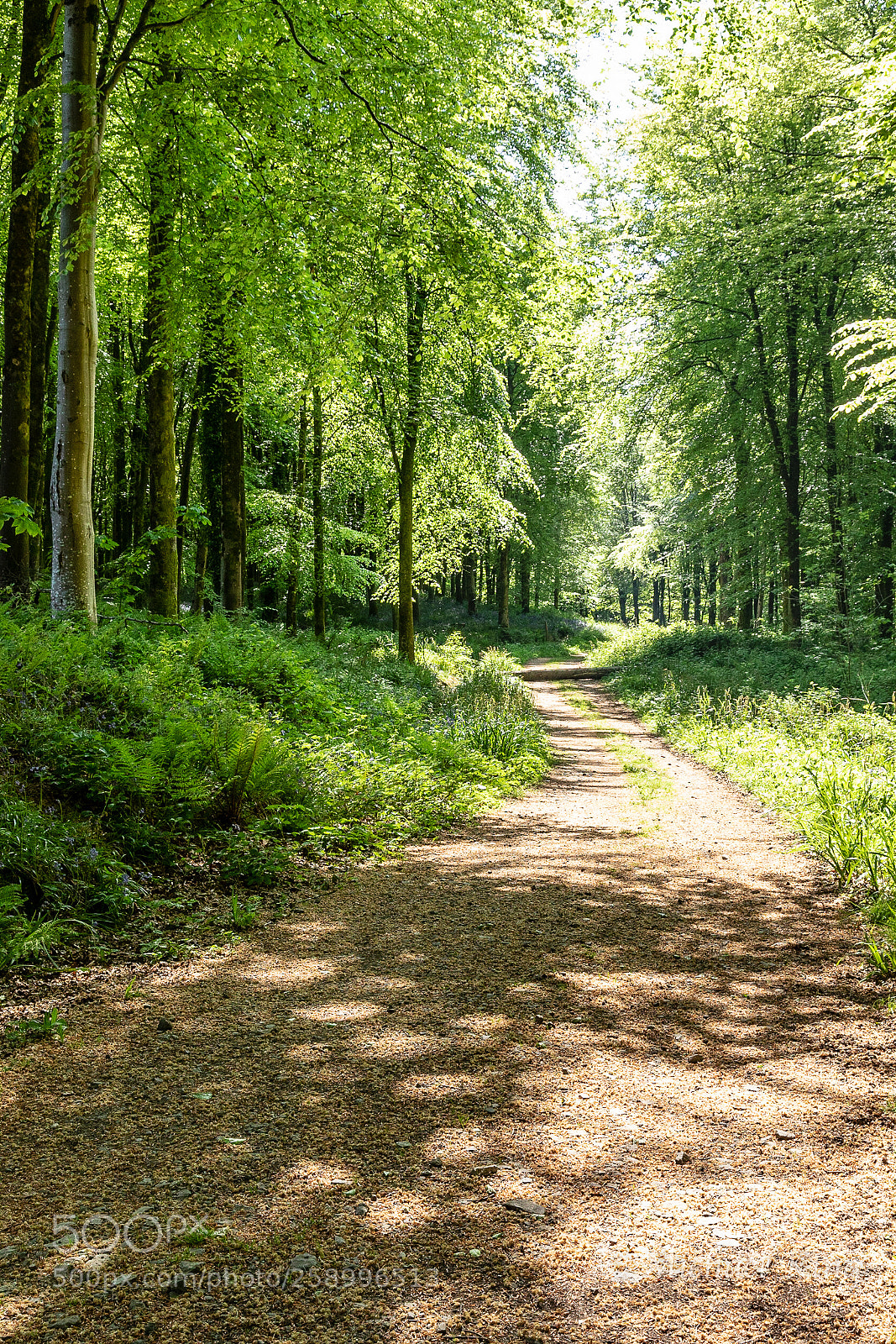 Canon EOS 7D Mark II sample photo. Sunshine walk. photography
