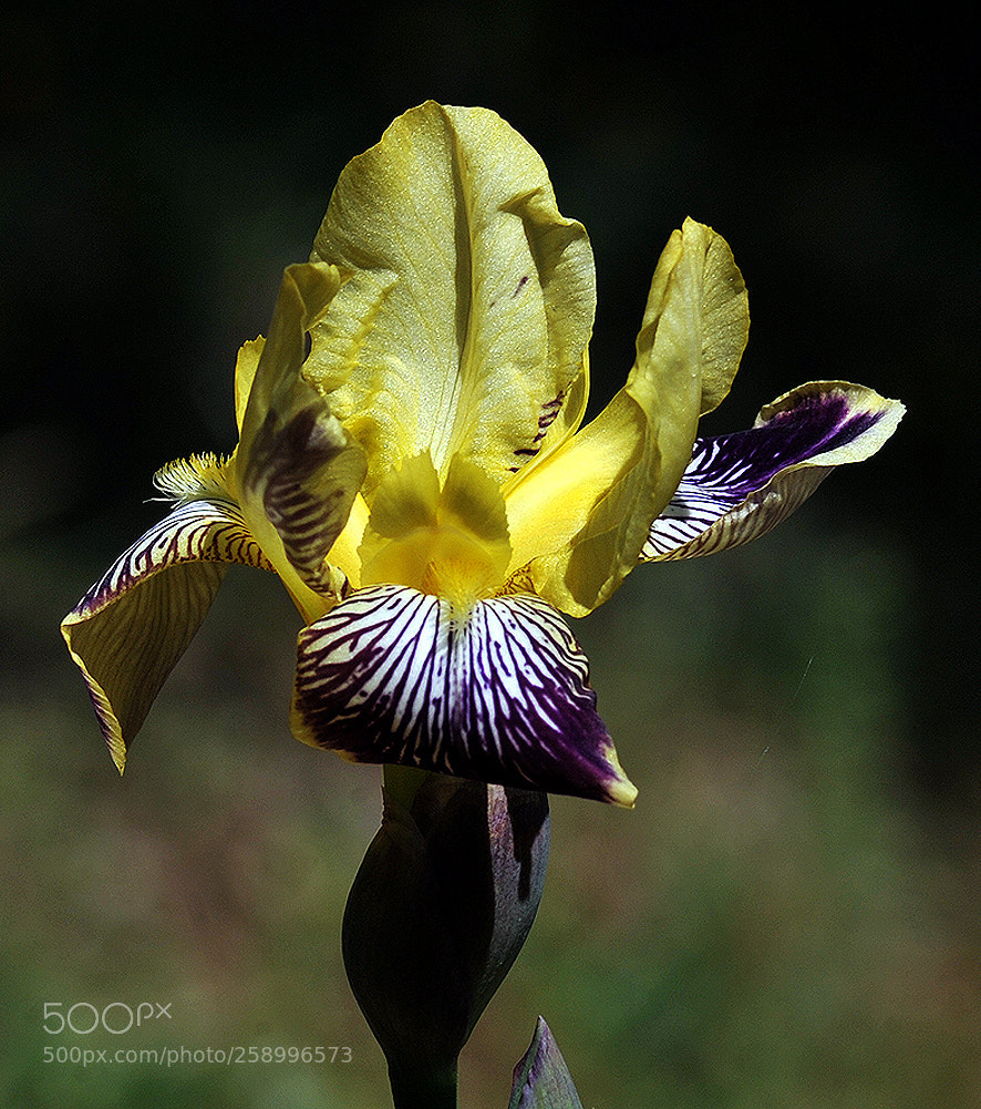 Nikon D700 sample photo. Iris photography