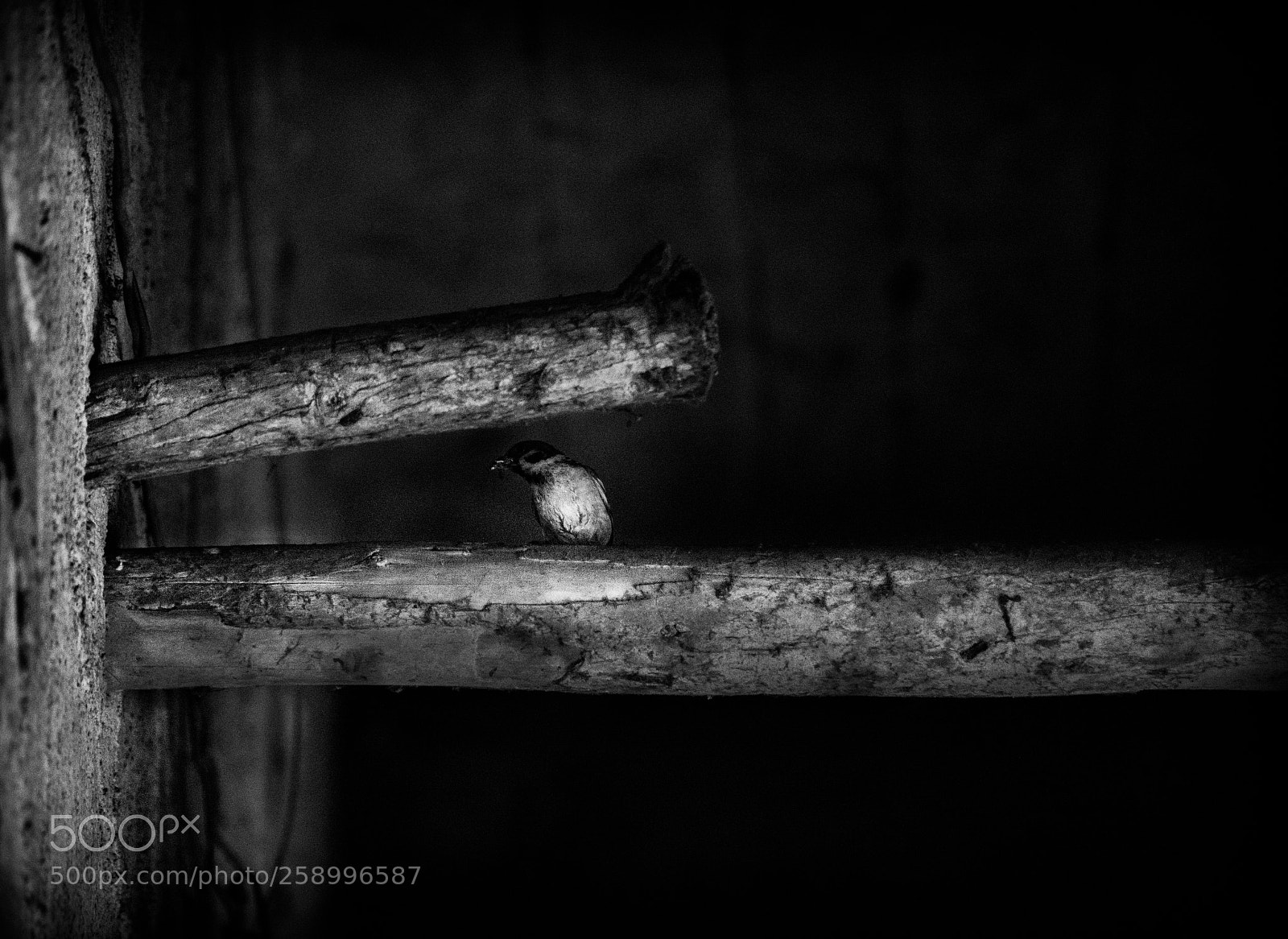 Nikon D7200 sample photo. Birds feed small birds photography