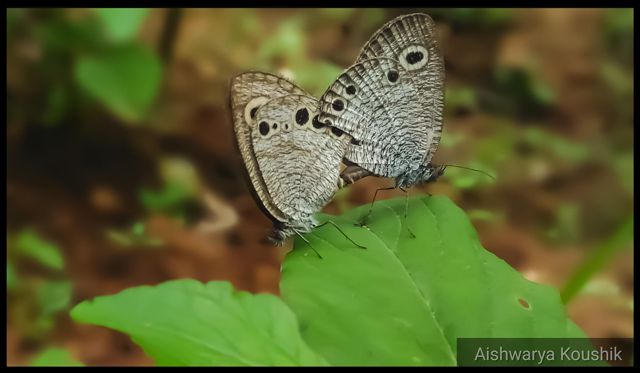 ASUS ZenFone 2 Laser (ZE550KL) sample photo. Butterflies mating photography