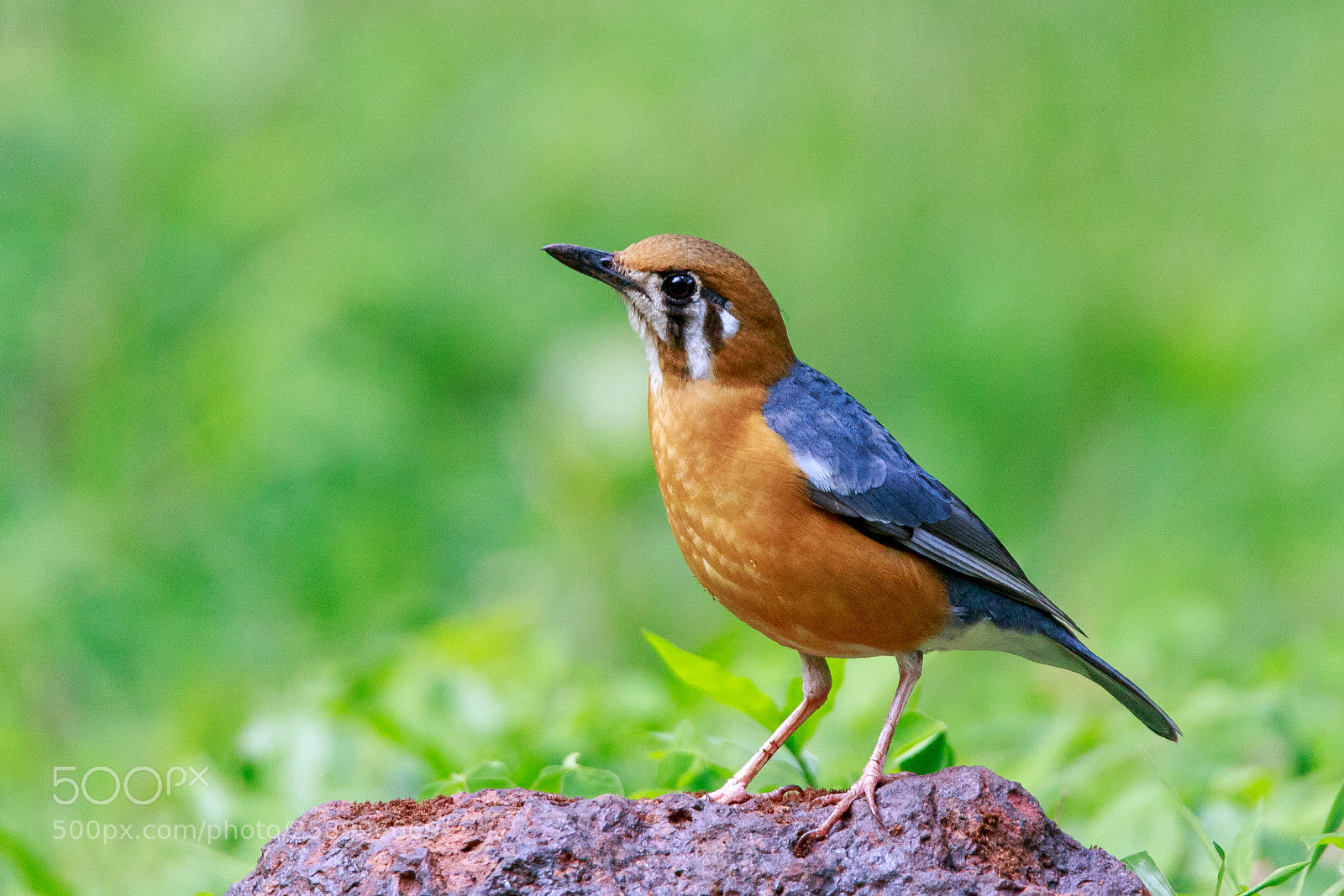Canon EOS 6D sample photo. Orange headed thrush photography