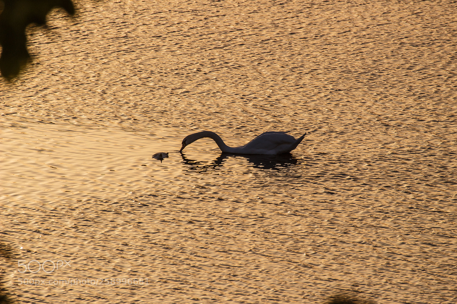 Canon EOS 100D (EOS Rebel SL1 / EOS Kiss X7) sample photo. Eating swan photography