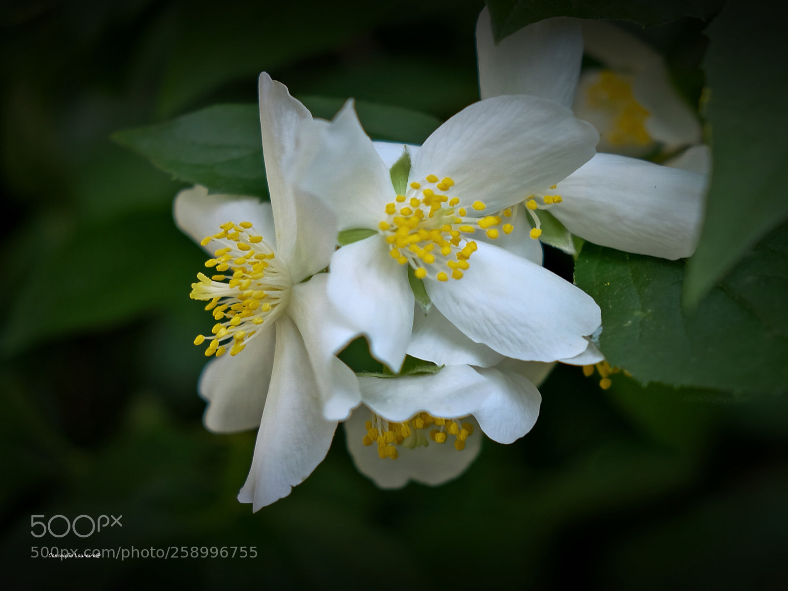 Fujifilm X-T20 sample photo. Blossom photography
