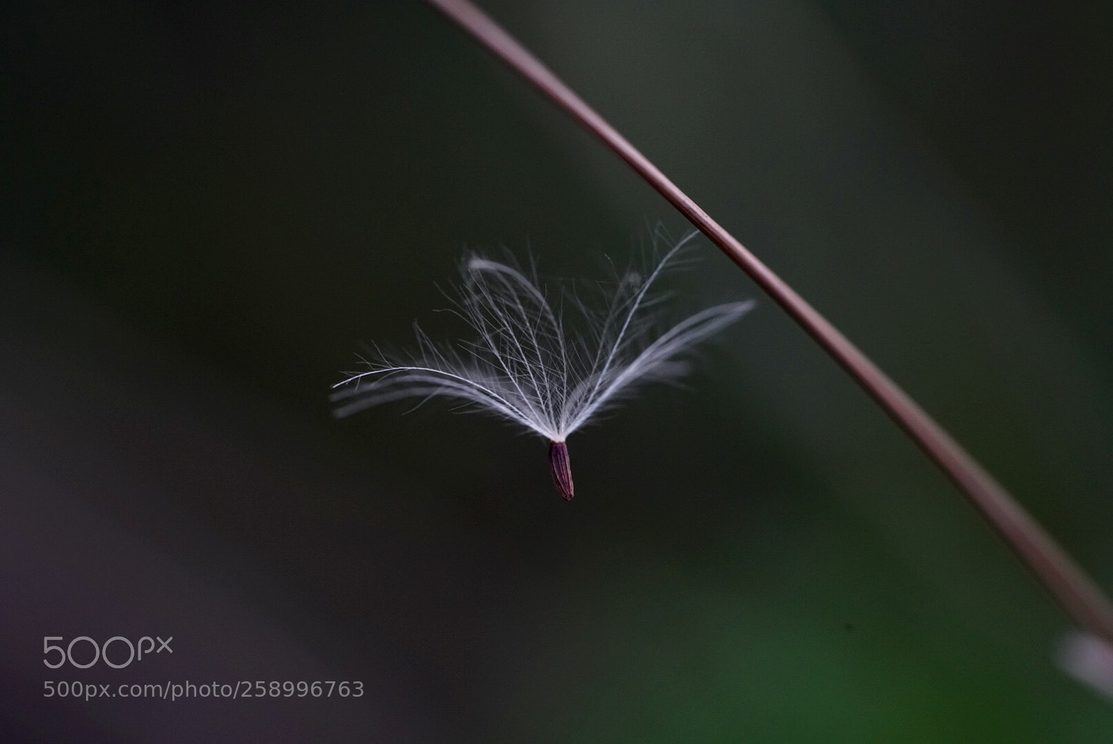 Sony a7R III sample photo. 蒲公英 photography