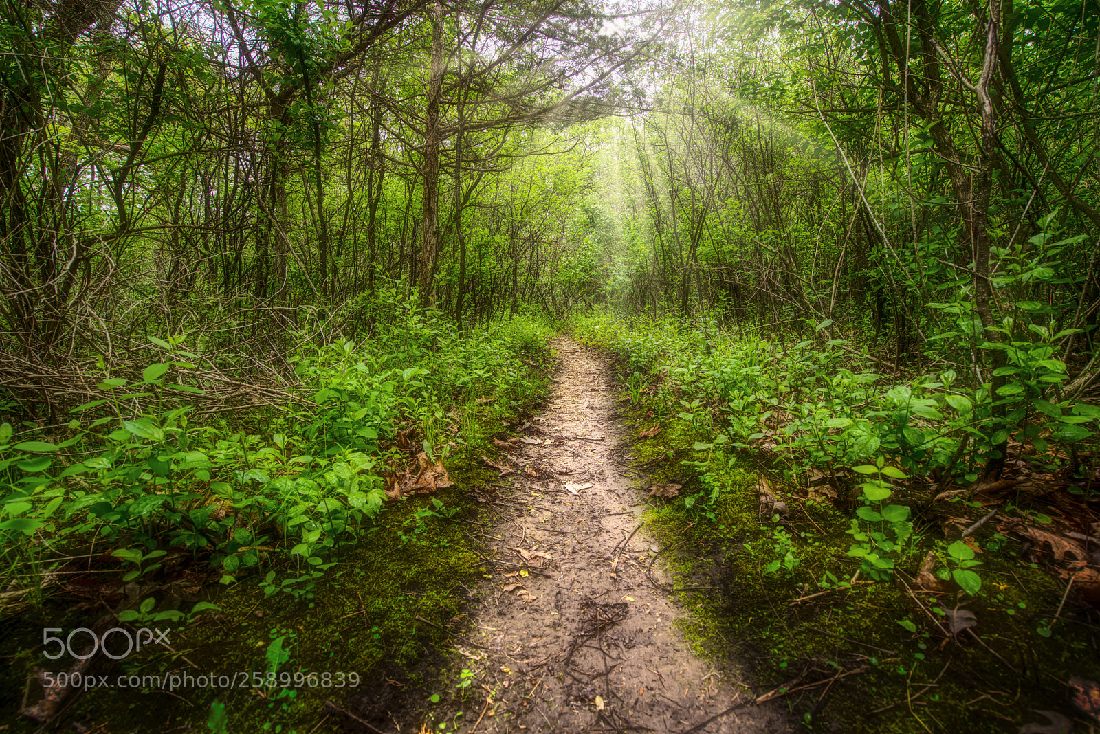 Sony a7R II sample photo. Lush path photography