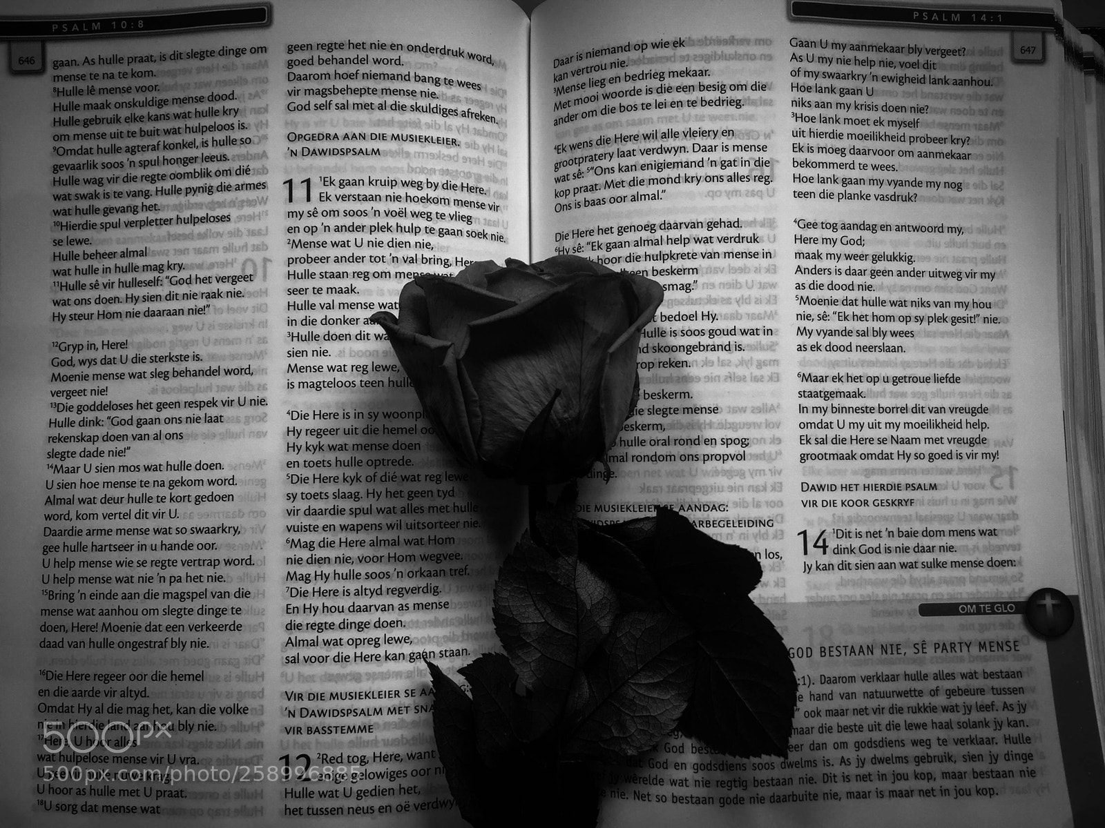 Apple iPhone 6 sample photo. Untitled photography