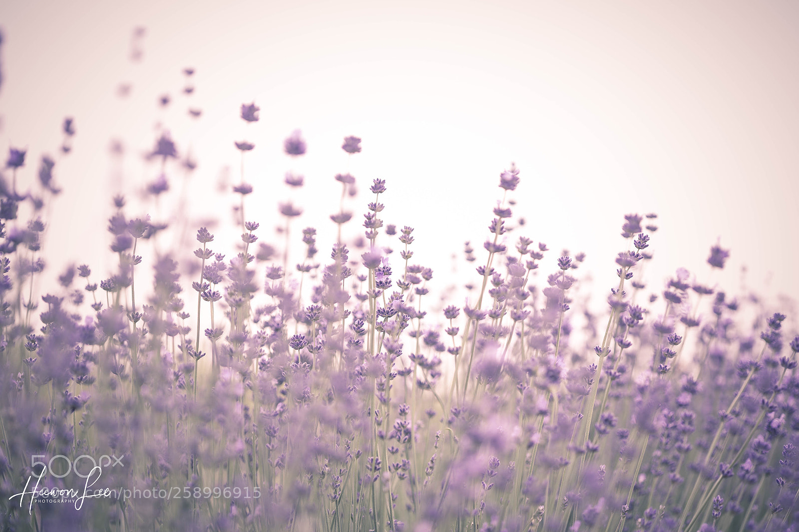 Canon EOS 6D sample photo. ᴰᴿᴱᴬᴹᴵᴺᴳ  photography