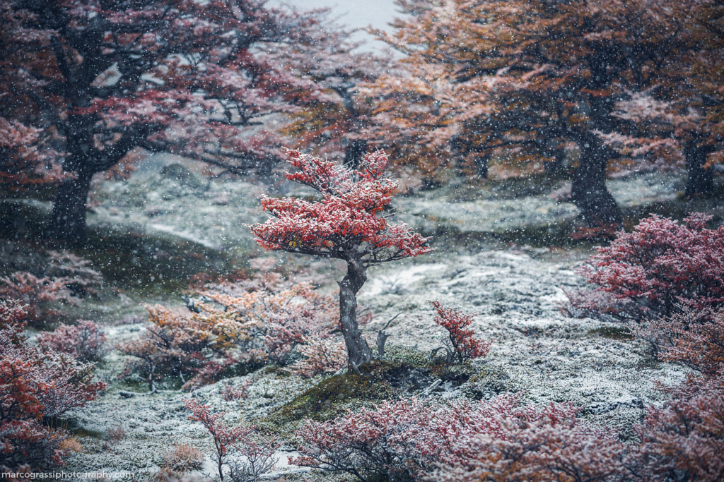 Secret Garden by Marco Grassi on 500px.com