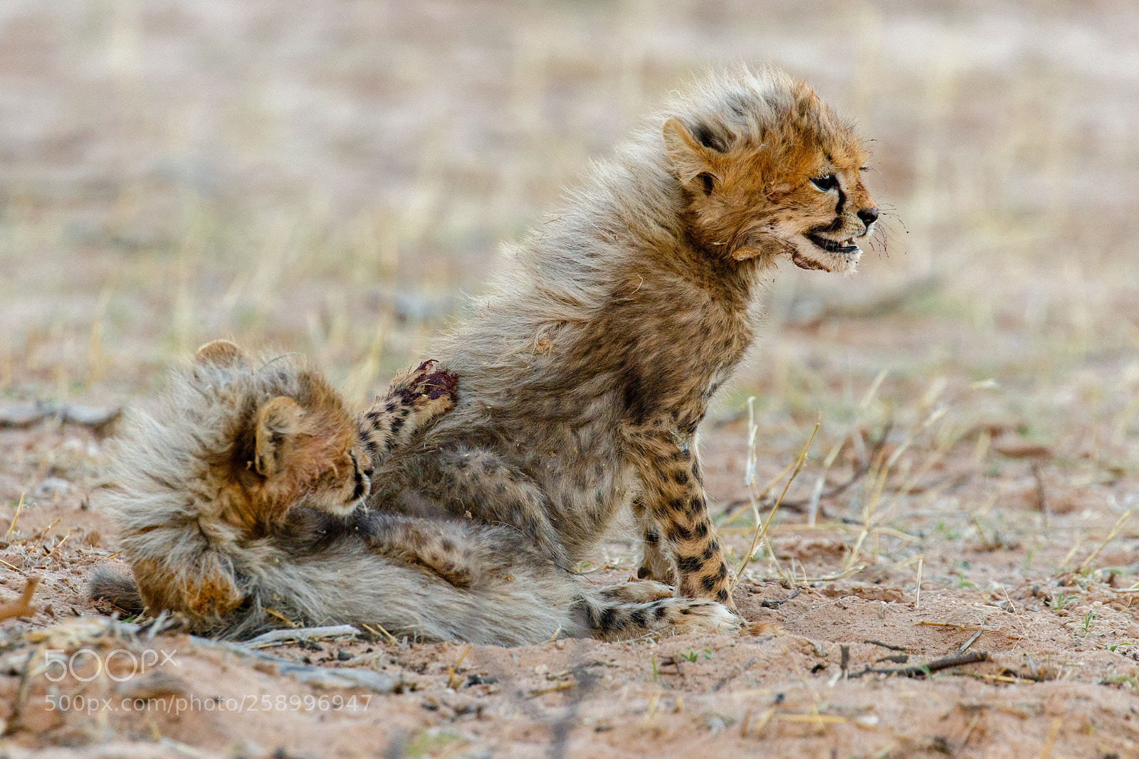 Canon EOS 7D Mark II sample photo. Cheetah brothers photography