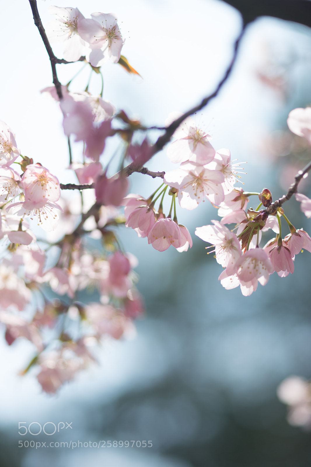 Sony SLT-A99V sample photo. Spring day photography