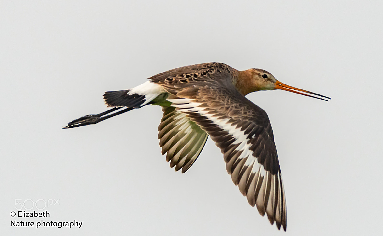 Nikon D500 sample photo. Black-tailed godwit catched in flight photography