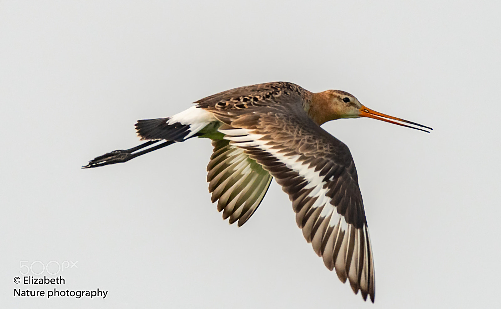 Nikon AF-S Nikkor 200-500mm F5.6E ED VR sample photo. Black-tailed godwit catched in flight photography