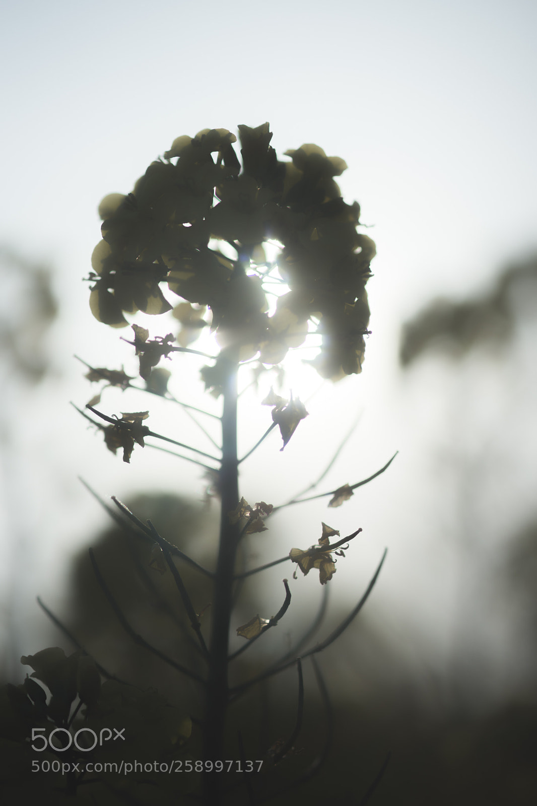 Sony SLT-A99V sample photo. Ray of sunlight photography