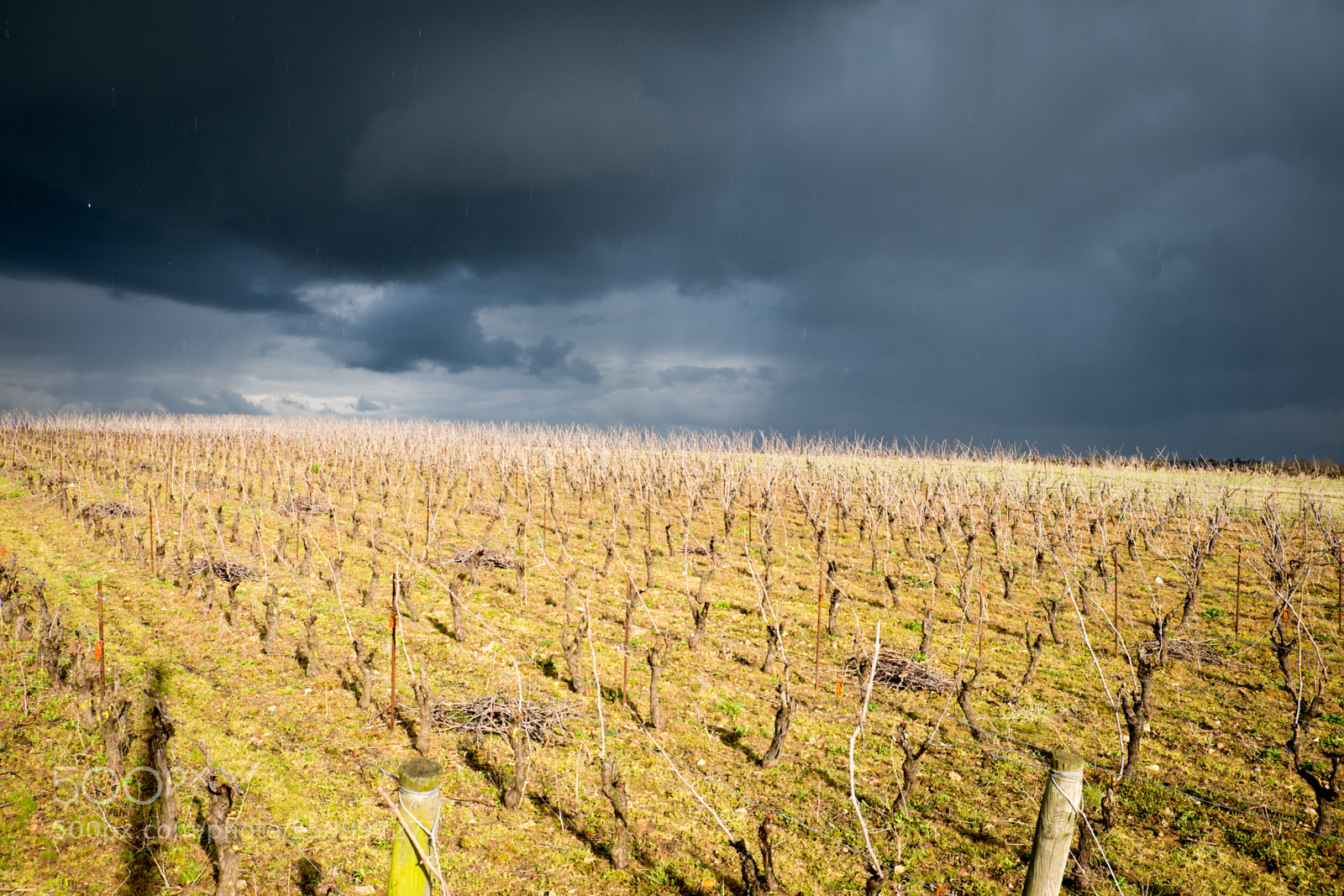 Fujifilm X-T1 sample photo. The vine before the photography
