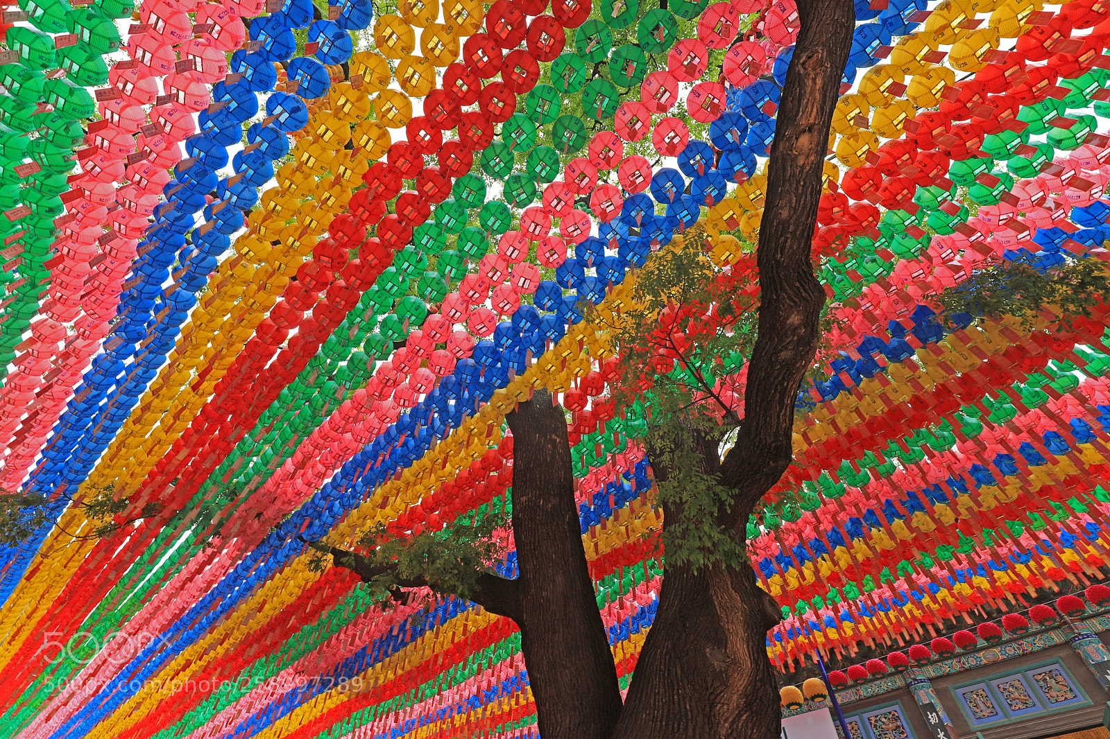 Canon EOS 6D Mark II sample photo. Colorful tree branch photography