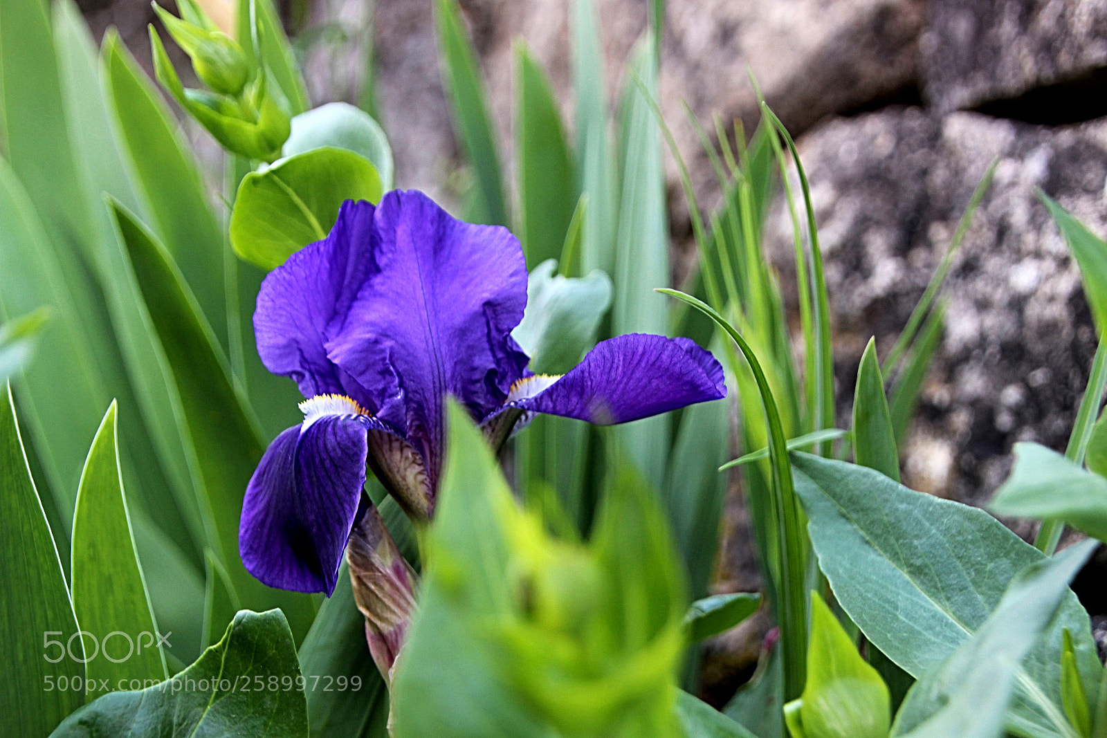 Canon EOS 600D (Rebel EOS T3i / EOS Kiss X5) sample photo. Flor iris photography