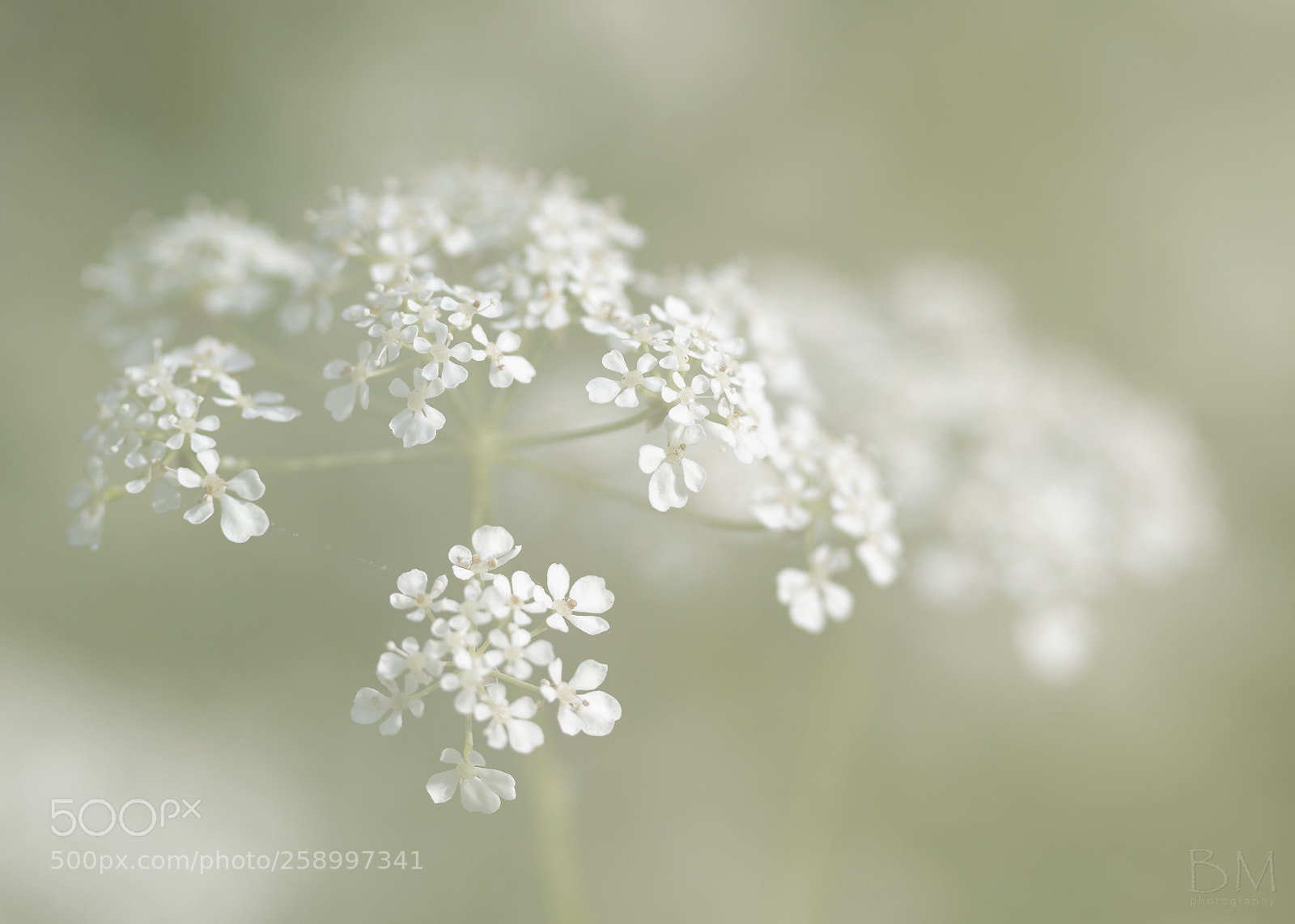 Canon EOS 7D Mark II sample photo. Cow parsley daze photography