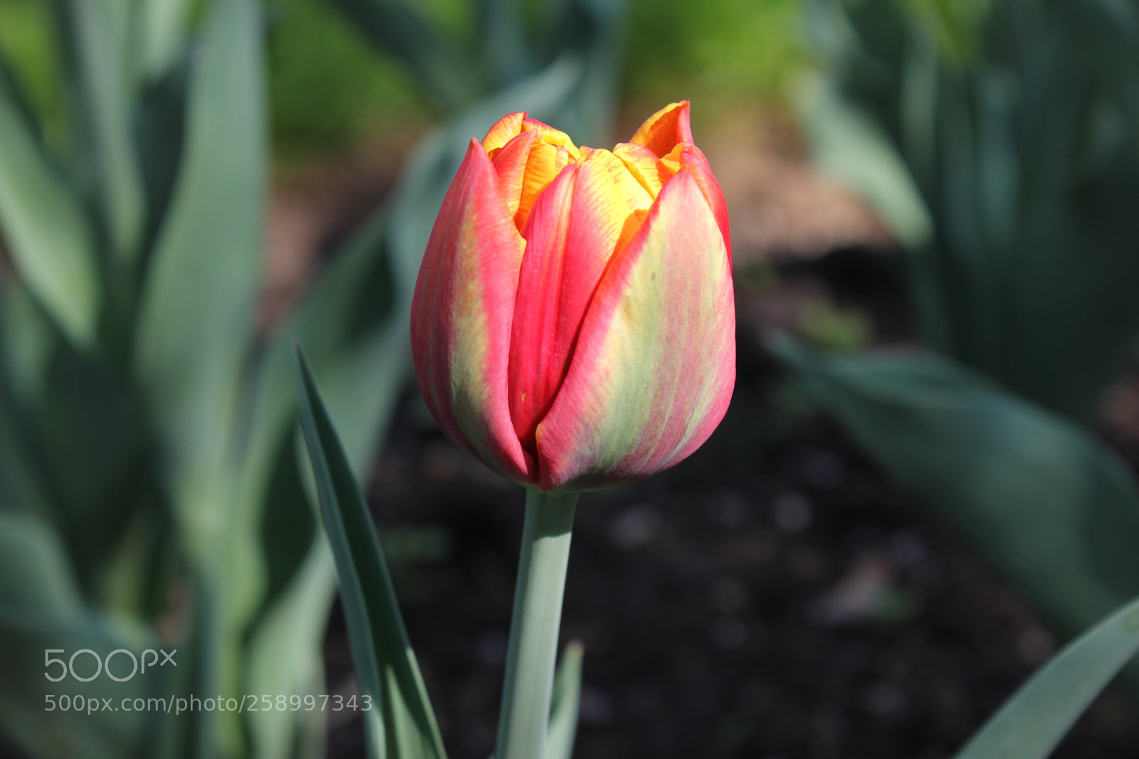 Canon EOS 550D (EOS Rebel T2i / EOS Kiss X4) sample photo. Tulips rosetta mcclain gardens photography
