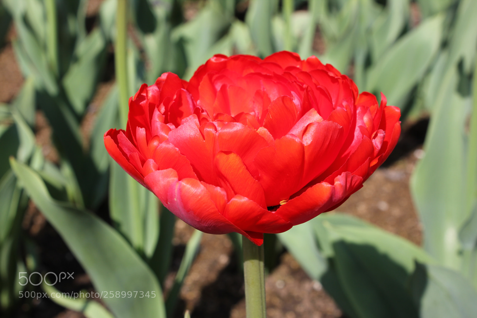 Canon EOS 550D (EOS Rebel T2i / EOS Kiss X4) sample photo. Tulips rosetta mcclain gardens photography