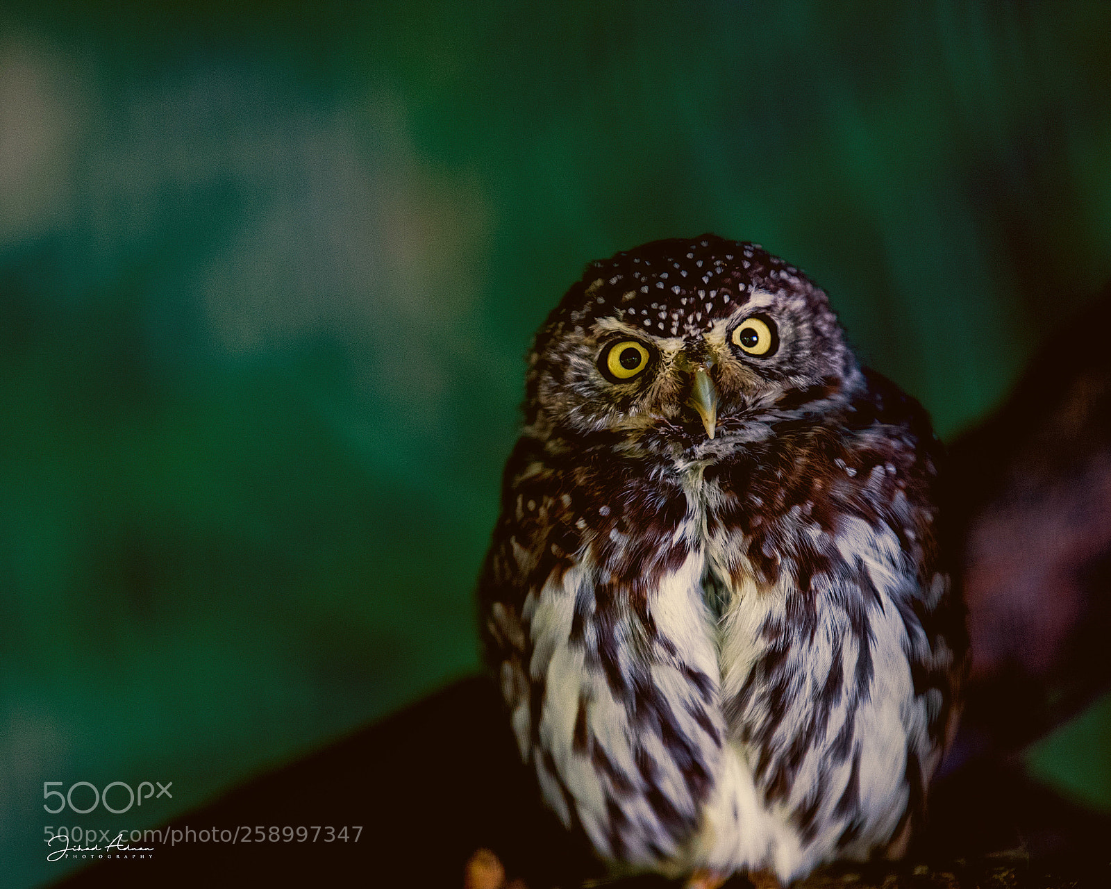 Nikon D5 sample photo. Owl ? photography