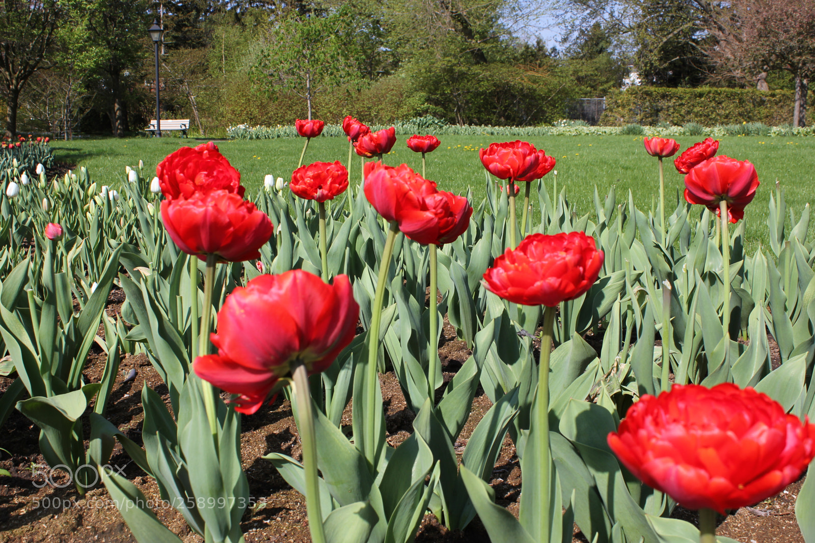Canon EOS 550D (EOS Rebel T2i / EOS Kiss X4) sample photo. Tulips rosetta mcclain gardens photography